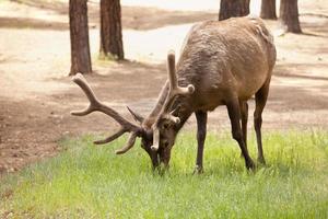 mooi elanden met nieuw gewei begrazing foto