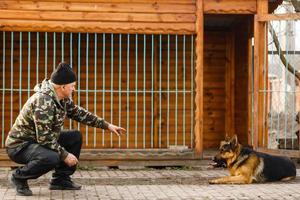 Duitse herder opleiding zitten commando foto
