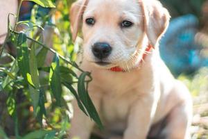 schattig weinig puppy labrador foto