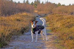 afbeelding van een hond Aan een weide gedurende de dag foto