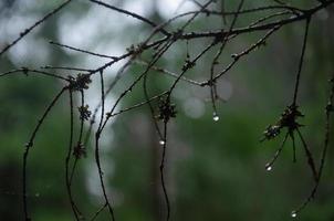 natuurlijk achtergrond, bladerloos Afdeling met regendruppels foto