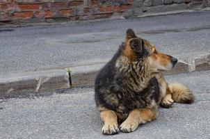 straat verdwaald hond aan het liegen Aan de asfalt Aan de weg foto