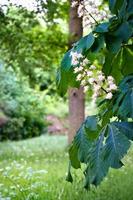 kastanje bloesem Aan de Afdeling van een kastanje boom. wit bloemen Aan de dolk foto