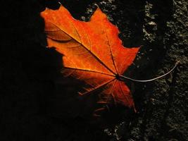 herfst esdoorn- blad Aan de grond met zonlicht. foto