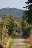 een landelijk Washington weg met pijnboom bomen in de middag met hoog bergen in de achtergrond. foto