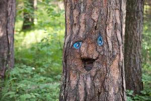 glimlachen romp van een pijnboom boom. geest van de Woud foto