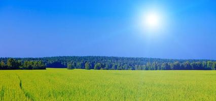 weide met groen gras en bomen onder blauw lucht foto