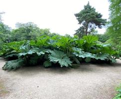 een visie van een tuin in Cheshire foto