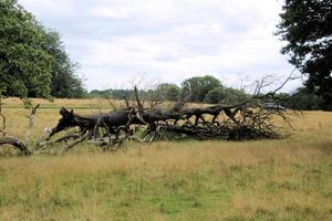 uitzicht op het platteland van Cheshire bij Knutsford foto