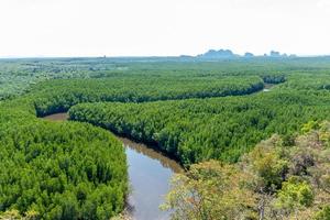 hoog hoek visie van de kronkelend mangrove Woud foto