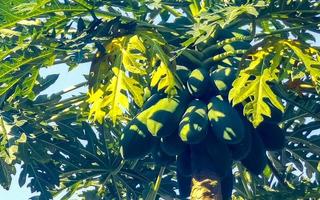 mooi papaja boom in tropisch natuur in puerto escondido Mexico. foto