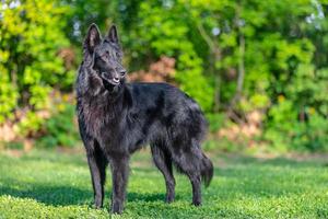 zomer portret van zwart groenendael-hond met groen achtergrond. werken behendigheid belgisch herder groenendael portret. mooi jong, glimlachen en gelukkig hond ras belgisch herder groenendael foto