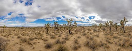 panoramisch beeld over- zuidelijk Californië woestijn met cactus bomen gedurende dag foto