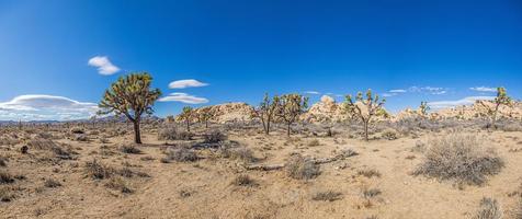 afbeelding van joshua boom nationaal park met cactus bomen in Californië gedurende de dag foto