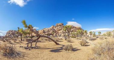 afbeelding van joshua boom nationaal park met cactus bomen in Californië gedurende de dag foto