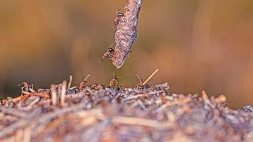 afbeelding van een groep van mieren proberen naar kruis een moeilijk naar voorbij gaan aan plaats foto