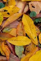 herfst kleurrijk gedaald bladeren, top visie. backdrop foto