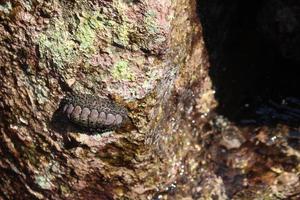 chiton Aan de rots in de zee, polyplacophora foto