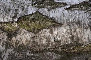 abstract natuurlijk achtergrond. mooi boom textuur. detailopname van de natuur elementen. foto