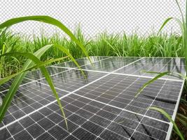 zonne- cellen in suiker riet, groen stroom, natuurlijk energie geïsoleerd Aan transparant achtergrond en knippen pad foto