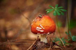 rood vlieg agaric in herfst Woud. giftig paddestoel. amanita muscaria, detailopname foto