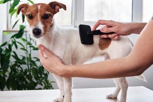 vrouw poetsen hond. eigenaar kammen jack Russell terriër. huisdier zorg foto