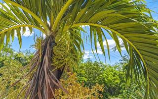 tropisch natuurlijk palm boom kokosnoten blauw lucht in Mexico. foto