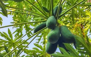 mooi papaja boom in tropisch natuur in puerto escondido Mexico. foto