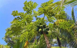 mooi papaja boom in tropisch natuur in puerto escondido Mexico. foto