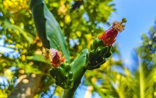 tropisch cactussen cactus planten natuurlijk oerwoud puerto escondido Mexico. foto