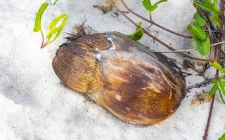 oud gedaald kokosnoot leugens Aan de strand en rot weg. foto