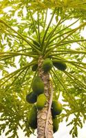 mooi papaja boom in tropisch natuur in puerto escondido Mexico. foto