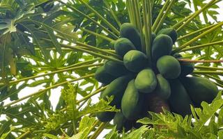 mooi papaja boom in tropisch natuur in puerto escondido Mexico. foto