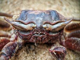 dood krab karkassen Aan de strand foto