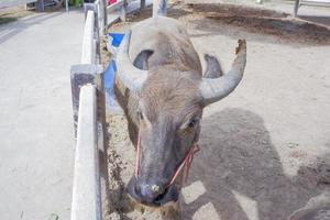 Thais buffel, grijs en zwart aan het liegen Aan de grond . foto