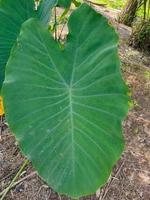 taro bladeren hebben breed blad segmenten foto