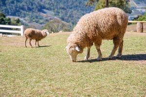 schapen kauwen gras Aan een weide. foto