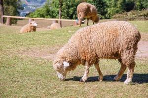 schapen kauwen gras Aan een weide. foto