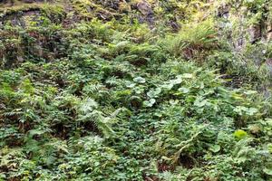 achtergrond van dichtgroeiende groene varens en mossen foto