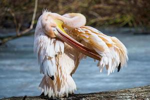 Super goed wit pelikaan, pelecanus onocrotalus foto