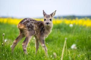 jong wild ree hert in gras, capreolus capreolus. nieuw geboren ree hert, wild voorjaar natuur. foto