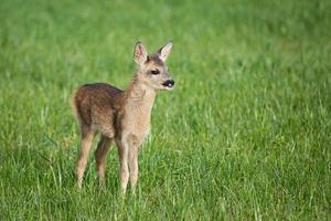 jong wild ree hert in gras, capreolus capreolus. nieuw geboren ree hert, wild voorjaar natuur. foto