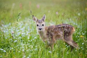 jong wild ree hert in gras, capreolus capreolus. nieuw geboren ree hert, wild voorjaar natuur. foto