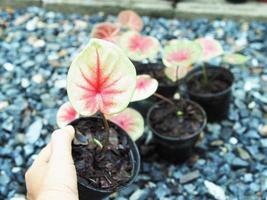 caladium bicolor geweldig bladeren in pot voor tuin en versieren foto