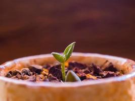 knopblad van klein vetplantje dat groeit op het laterietgrind foto
