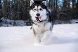 Alaska malamute rennen in de sneeuw foto