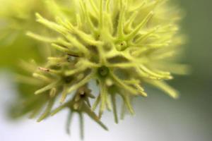 mooi natuurlijk planten detailopname afbeeldingen foto