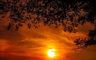 zonsondergang natuur achtergrond met bomen in silhouet tegen gouden lucht foto