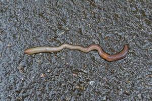 rode regenworm het levend aas om te vissen geïsoleerd op donkere achtergrond foto