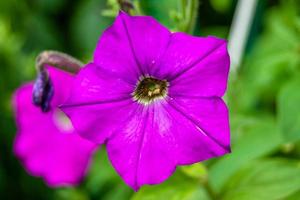 fotografie Aan thema mooi wild groeit bloem petunia Aan achtergrond weide, foto